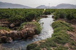 نماینده خوزستان در شورای مرکزی خانه کشاورز: کشاورزی خوزستان دارای پتانسیل ها وظرفیت های فراوانی است.