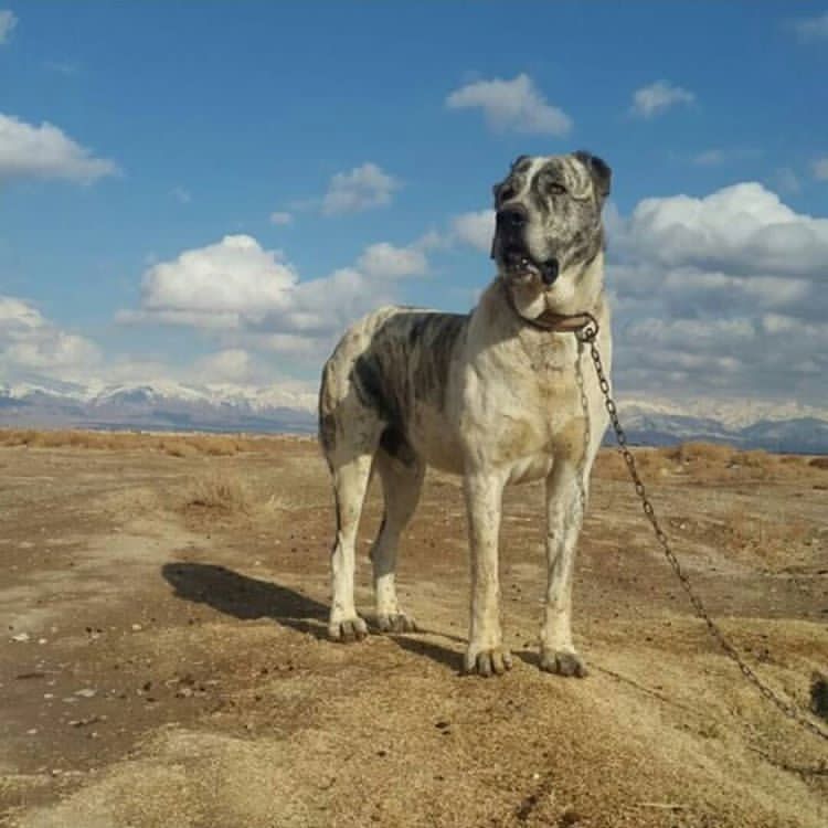 رئیس مرکز بهداشت غرب اهواز:سالانه حدود ۲ هزار سگ گزیدگی  شهروندان گزارش میشود.