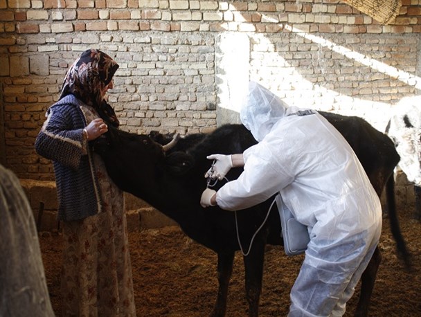 مدیرکل دامپزشکی خوزستان خبر داد:  آغاز مایه‌کوبی رایگان بیماری تب برفکی در دام‌های سنگین خوزستان