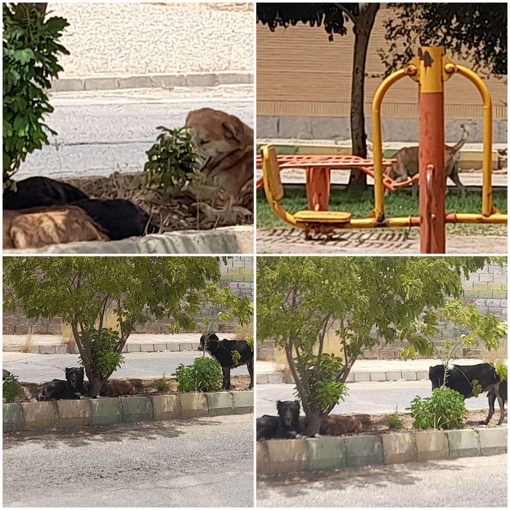 تجمع سگهای ولگرد در ترکالکی