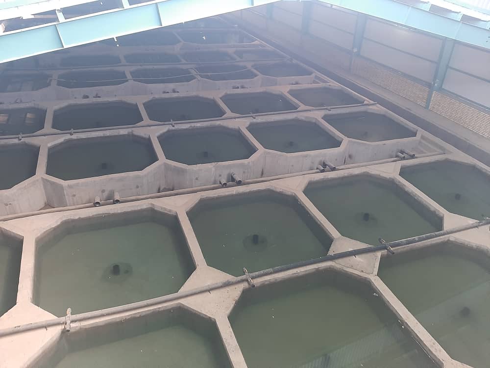 بهره برداری از مزرعه پرورش ماهیان خاویاری گتوند تا پایان سال