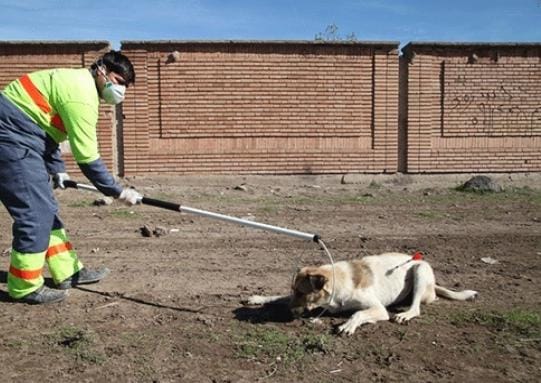 مناقصه جمع آوری سگ های بلاصاحب برگزار می شود افراد دارای شرایط به شهرداری گتوند مراجعه نمایند