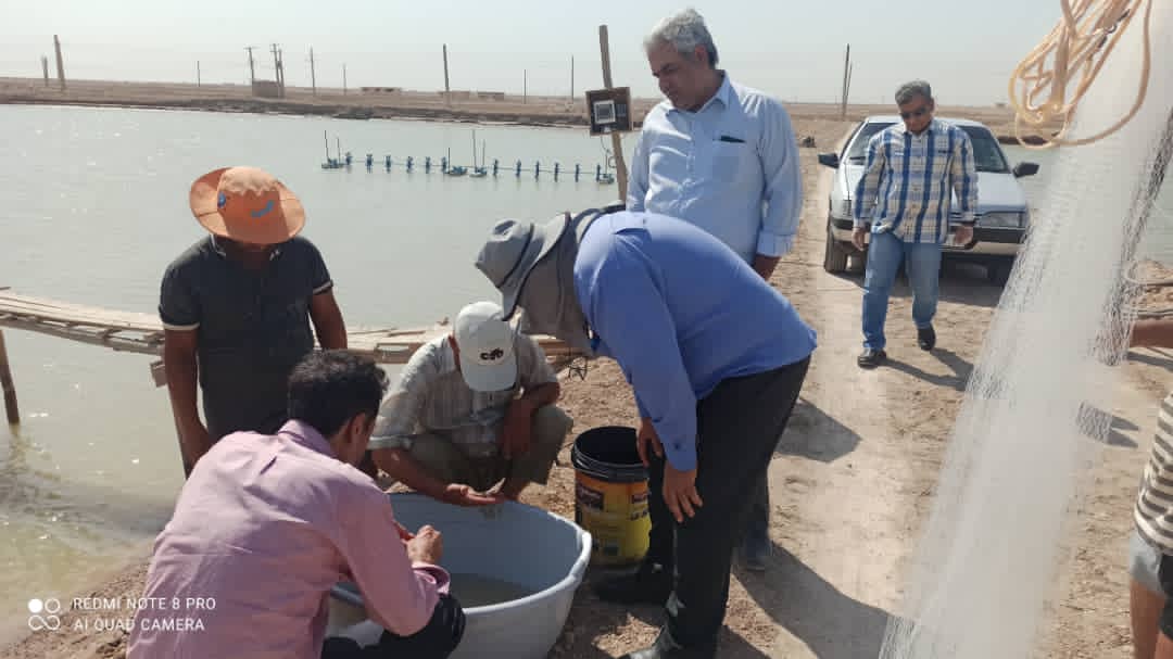 سرپرست معاونت آبزی پروری شیلات استان : بیماری لکه سفید در مزارع میگوی خوزستان گزارش نشده است