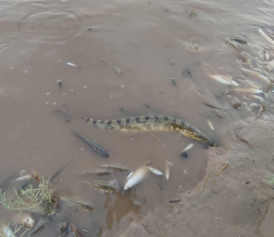 تلف شدن هزاران قطعه ماهی با وقوع پدیده مونسون در بخش عقیلی گتوند