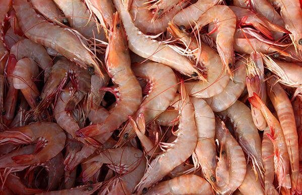 مدیر کل شیلات خوزستان خبر داد ؛ ازادسازی صید میگوی ببری در صیدگاه بحرکان از امروز