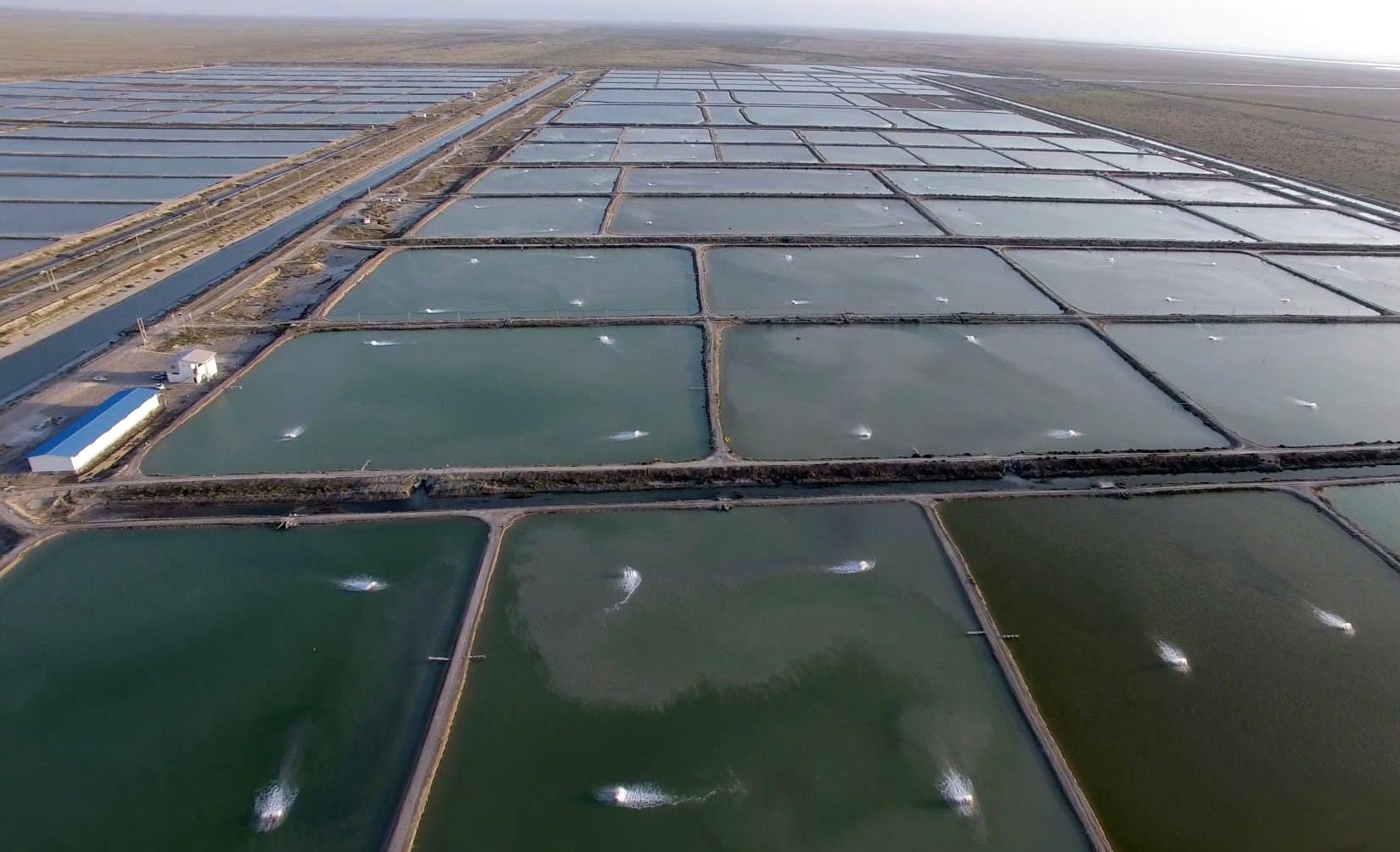 اجرای طرح مجتمع پرورش میگو در هندیجان