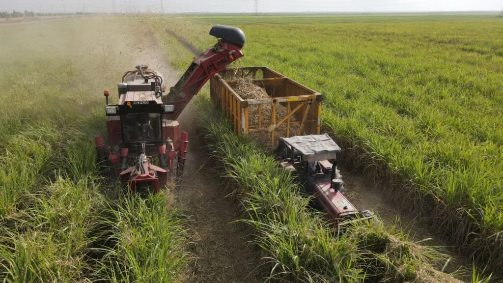 نیشکر ریه تنفسی خوزستان؛ پمپاژ سالانه ۹۰۰ هزار تُن اکسیژن به طبیعت