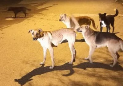 سگ‌های ولگرد بلای جان مسجدسلیمانی‌ها