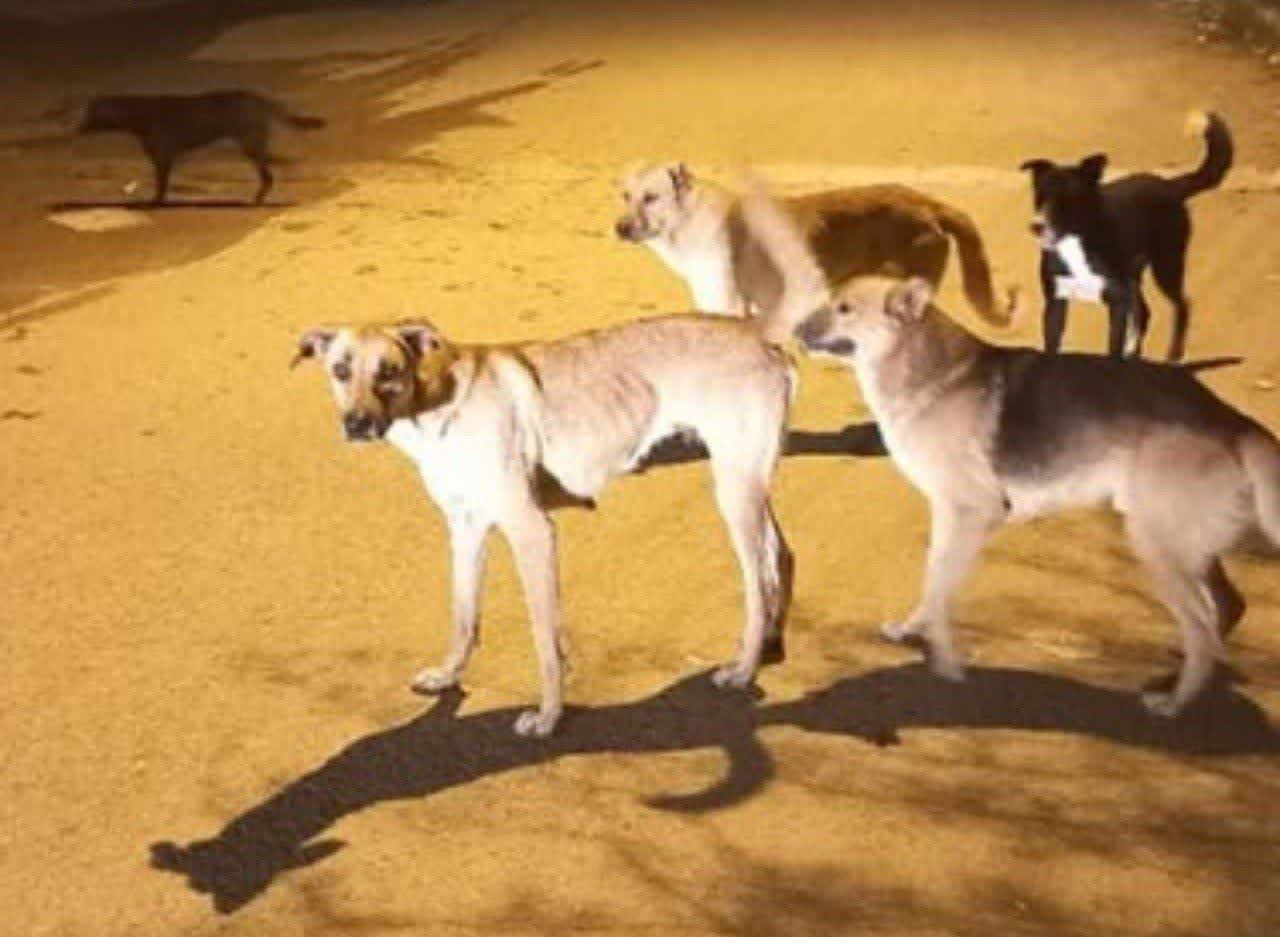 سگ‌های ولگرد بلای جان مسجدسلیمانی‌ها