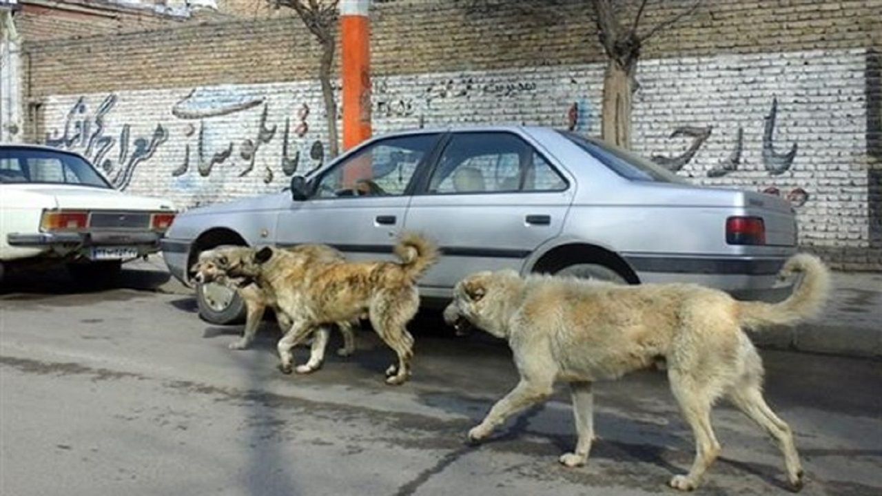 تکرارسریال سگهای بلاصاحب درهندیجان