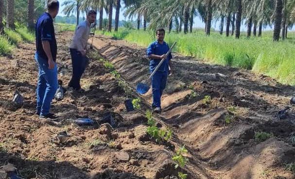 مدیرجهادکشاورزی کارون:کشت و توسعه ارقام تجاری انگور به روش داربستی در کارون