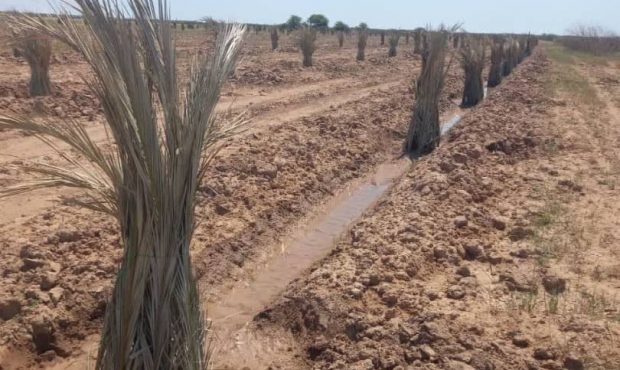 مدیرجهادکشاورزی کارون:توسعه نخیلات در شهرستان کارون