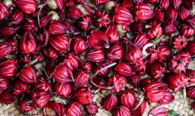 سرپرست جهادکشاورزی هندیجان:برای نخستین بار؛ چای ترش در هندیجان کشت شد