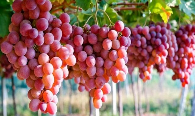 برداشت انگور از تاکستان های اندیکا