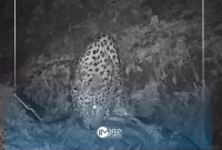 مشاهده یک قلاده پلنگ در منطقه شیمبار