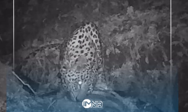 مشاهده یک قلاده پلنگ در منطقه شیمبار