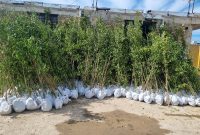 خرید و توزیع رایگان بیش از سه هزار اصله نهال توسط شهرداری قلعه خواجه