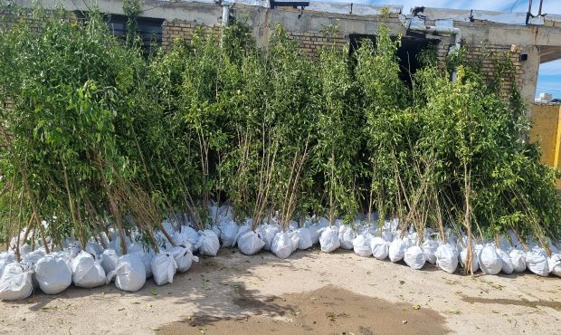 خرید و توزیع رایگان بیش از سه هزار اصله نهال توسط شهرداری قلعه خواجه