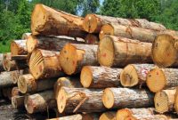 تعزیر قاچاقچیان زغال در اندیکا