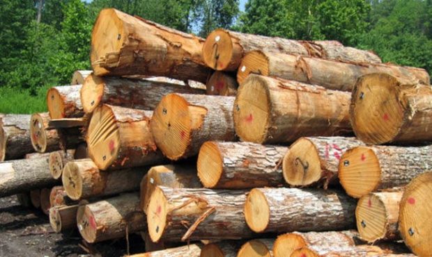 تعزیر قاچاقچیان زغال در اندیکا