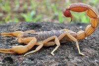 مرگ کودک گلگیری بر اثر عقرب گزیدگی