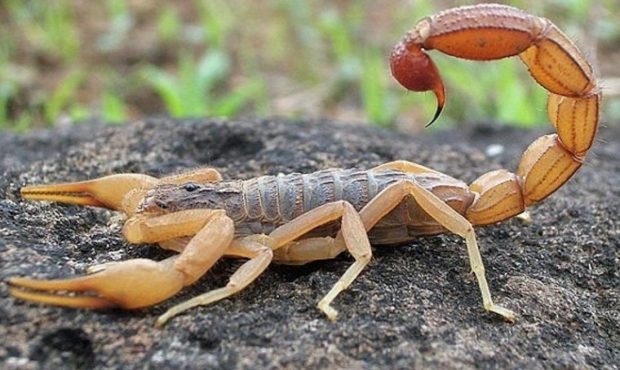 مرگ کودک گلگیری بر اثر عقرب گزیدگی