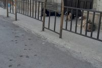 سگهای ولگرد بلای جان شهروندان
