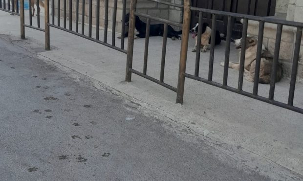 سگهای ولگرد بلای جان شهروندان