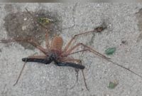 مشاهده گونه نادر عنکبوت شلاقی پارسی در منطقه بی بیان