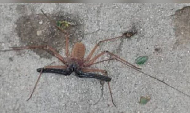 مشاهده گونه نادر عنکبوت شلاقی پارسی در منطقه بی بیان