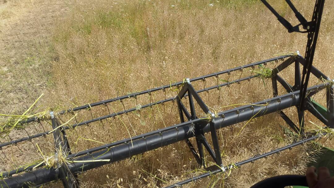 برداشت دانه روغنی کلزا از سطح مزارع این شهرستان آغاز شد.